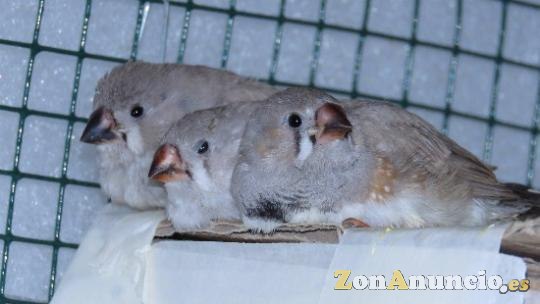 Vendo pájaros diamante mandarín